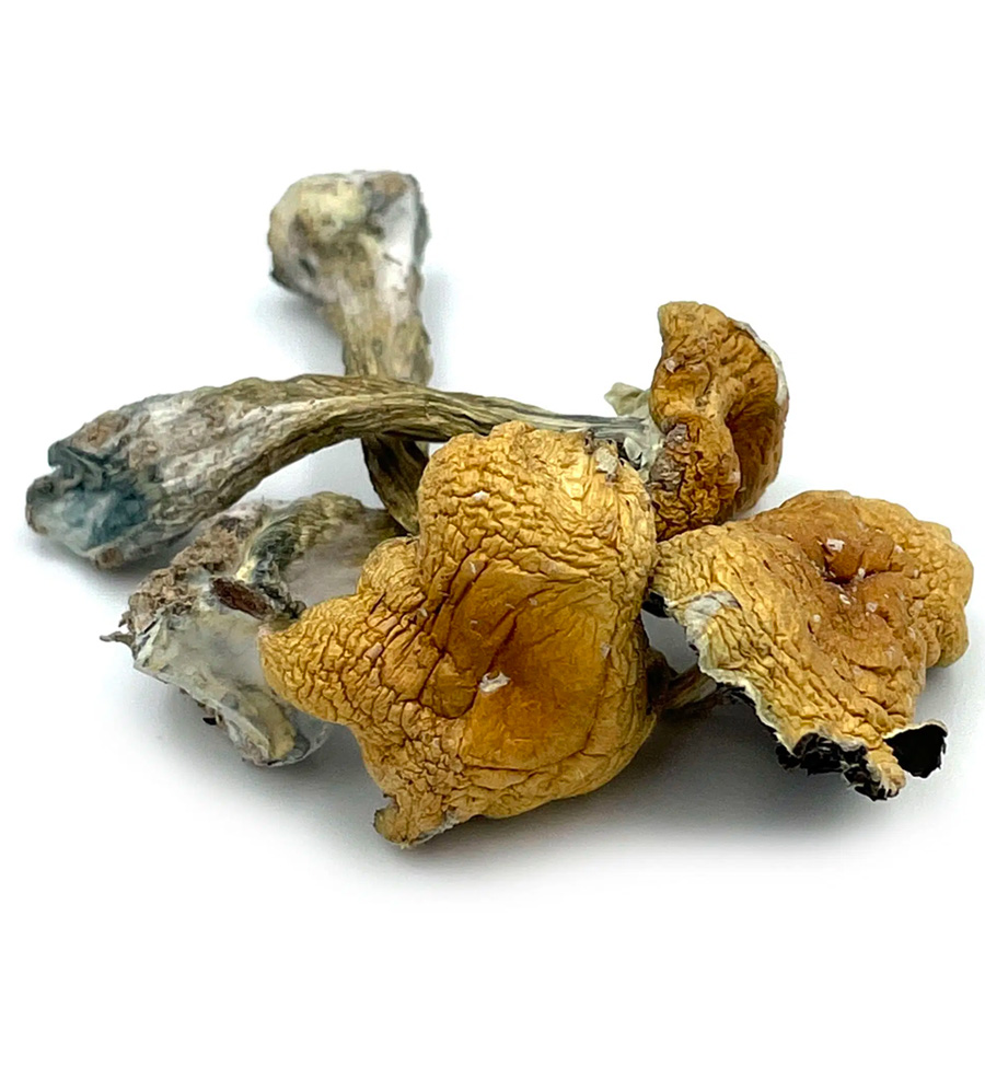 Sac de culture de champignons châtaigniers P. adiposa Kit de champignons  colonisés et prêts à fructifier -  France