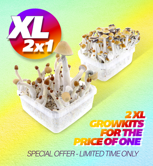 Xl Magic Mushroom Growkits - 2 X 1 Special Offer