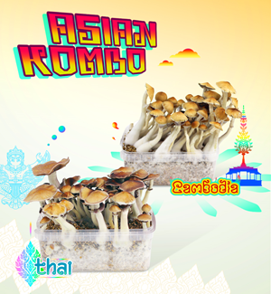 Asian Kombo - Magic Mushroom Growkits