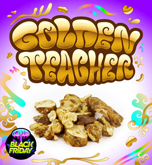 Golden Teacher - Psilocybe Magic Truffles