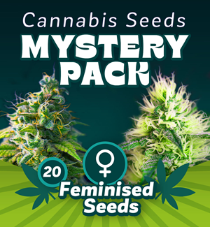 Mystery Seed Pack - Feminised