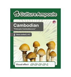 Cambodian - Culture Ampoule