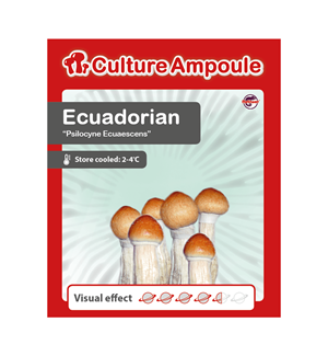 Ecuadorian - Kulturampulle