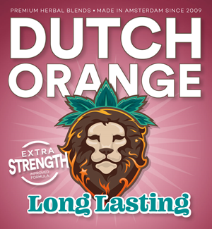 Dutch Orange - Long Lasting 