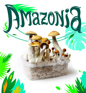 Amazonia - Kit Di Coltivazione Dei Funghi Magici