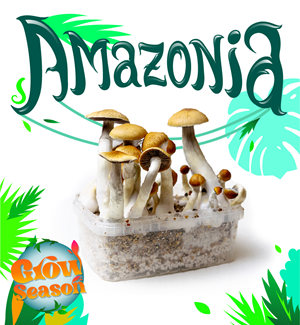 Amazonia - Kit De Cultivo De Setas Mágicas
