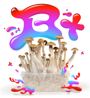 B Plus - Magic Mushroom Growkit