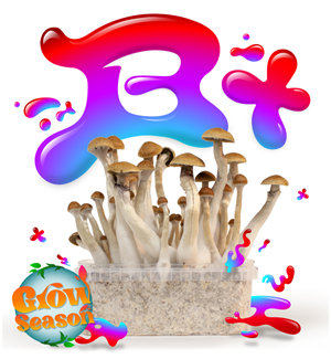 B Plus - Magic Mushroom Growkit