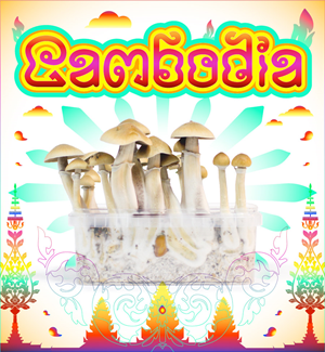 Cambodia - Magic Mushroom Growkit