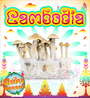 Cambodia - Magic Mushroom Growkit