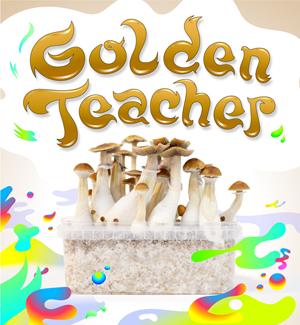 Golden Teacher - Kit De Cultivo De Setas Mágicas