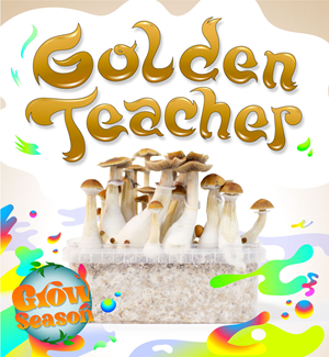 Golden Teacher - Kit De Cultivo De Setas Mágicas