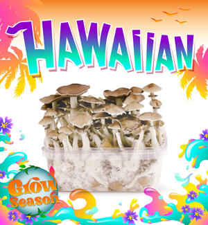 Hawaiian - Magic Mushroom Growkit