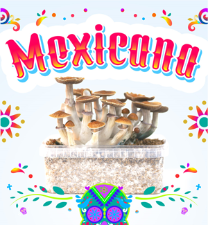 Mexicana - Kit De Cultivo De Setas Mágicas