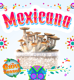 Mexicana - Zauberpilz Zuchtset