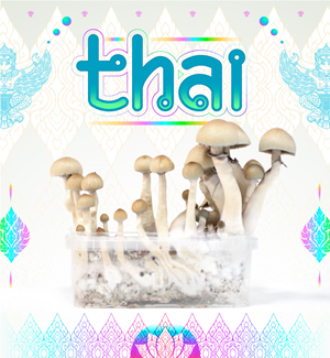 Thai - Kit De Cultivo De Setas Mágicas