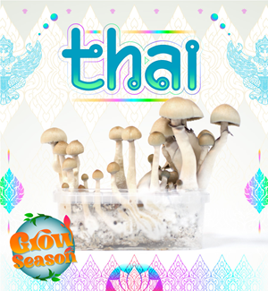 Thai - Zauberpilz Zuchtset