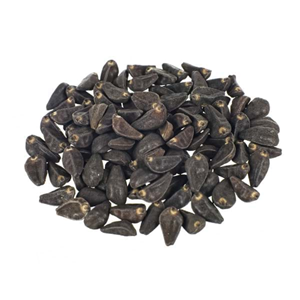 Morning Glory Seeds - Ipomea Violacea