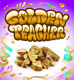 Golden Teacher - Psilocybe Magic Truffles
