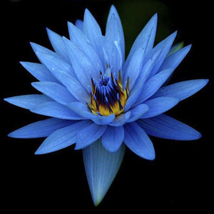 Blue Lotus Seeds - Nymphaea Caerulea