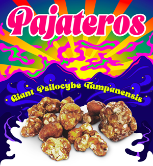 Pajateros - Le Psilocybe Géant Tampanensis