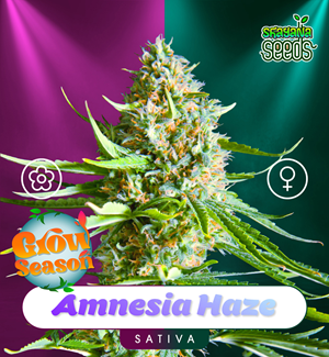 Amnesia Haze - Auto & Fem