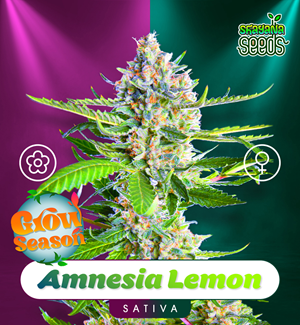 Amnesia Lemon - Auto & Fem