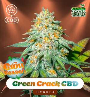 Green Crack Cbd Auto - Shayana Seeds