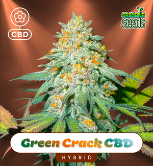 Green Crack Cbd Auto - Shayana Seeds
