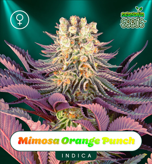 Mimosa Orange Punch - Féminisées