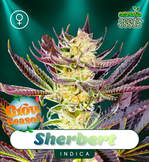 Sherbert - Shayana Seeds