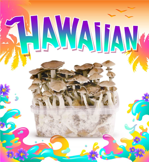 Hawaiian - Magic Mushroom Growkit