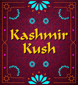 Kashmir Kush
