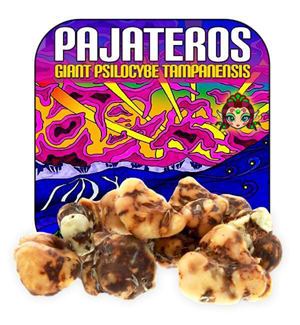 Psilocybe Pajateros - Giant Magic Truffles