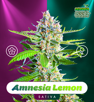 Amnesia Lemon - Auto & Fem