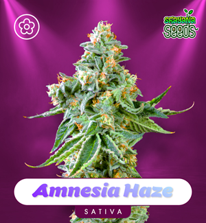 Amnesia Haze - Autofloraison