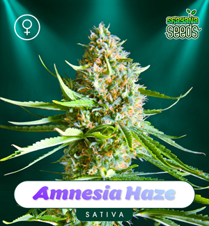 Amnesia Haze - Féminisée