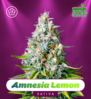 Amnesia Lemon - Autofloración