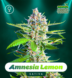 Amnesia Lemon - Féminisée