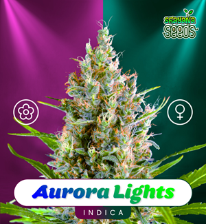 Aurora Lights - Shayana Seeds