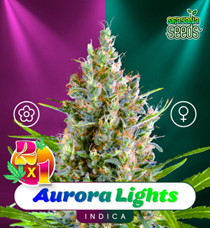 Aurora Lights - Auto & Fem