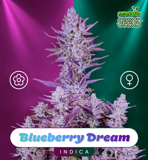 Blueberry Dream - Auto & Fem
