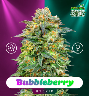 Bubbleberry - Auto & Fem