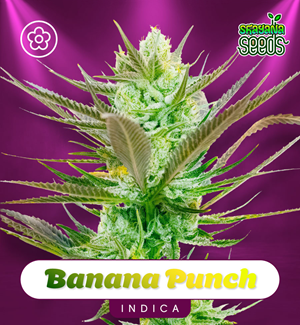 Banana Punch - Autoflower