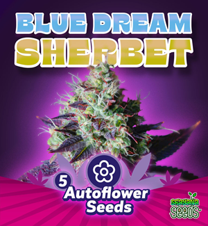 Blue Dream Sherbet - Autoflower