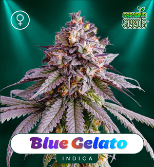 Blue Gelato - Féminisée