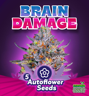 Brain Damage - Autoflower