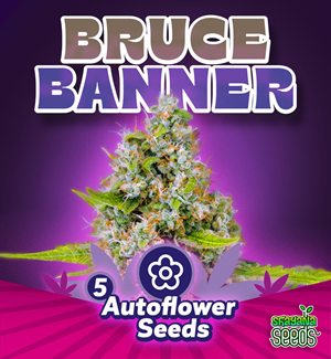 Bruce Banner - Autoflower