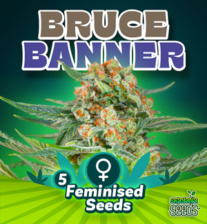 Bruce Banner - Feminised