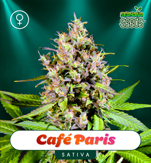 Café Paris - Shayana Seeds